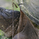 Illustration for article titled An Idaho Science Teacher Allegedly Fed a Puppy to a Snapping Turtle in Front of Students